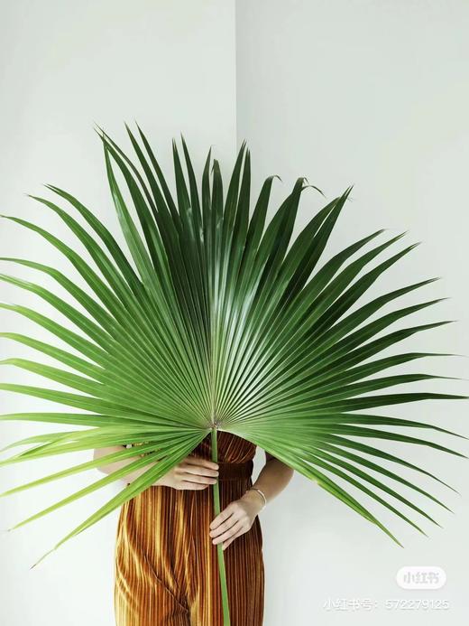 hzzj配叶蒲葵叶扇叶5