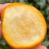 正宗广西融安脆蜜金柑  肉嫩化渣 香甜爆汁 商品缩略图2