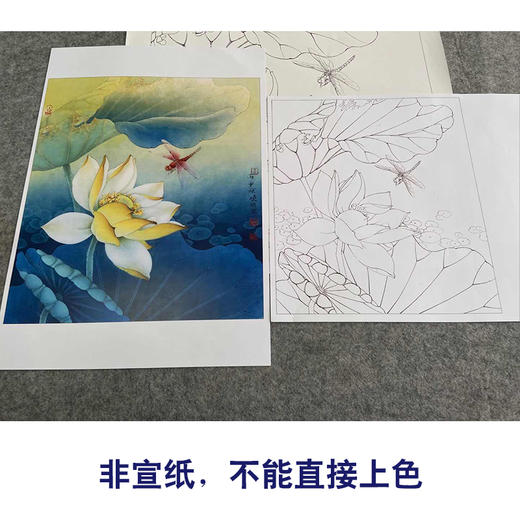 【有步骤、大彩图】李晓明工笔画白描稿斗方小品《地涌金莲》荷花初学者临摹勾线花鸟线稿KB10 商品图2