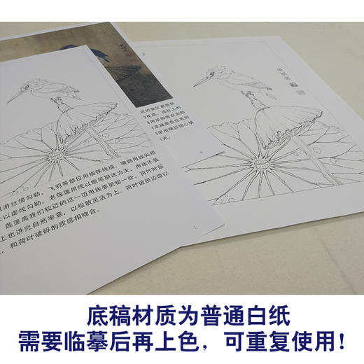 【有步骤、大彩图】李晓明工笔画白描底稿斗方小品《独立寒秋》翠鸟荷花临摹勾线花鸟线稿KB16 商品图3