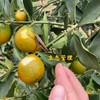 正宗广西融安脆蜜金柑  肉嫩化渣 香甜爆汁 商品缩略图14