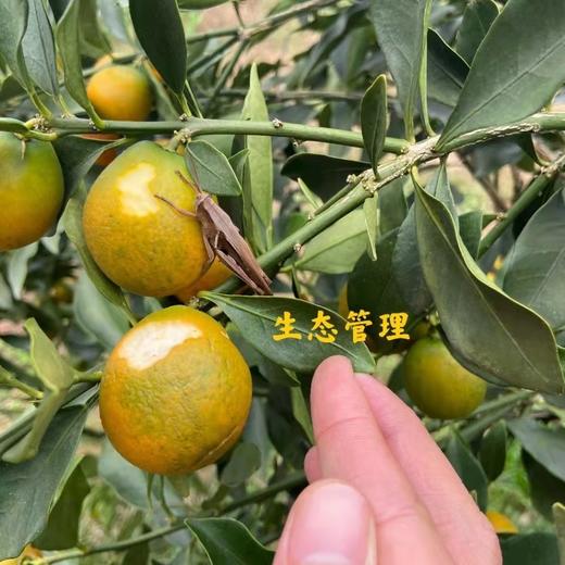 正宗广西融安脆蜜金柑  肉嫩化渣 香甜爆汁 商品图14