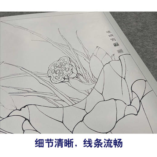 【有步骤、大彩图】李晓明工笔白描底稿斗方小品《鸳鸯荷花图》初学者临摹花鸟线稿KB08 商品图4
