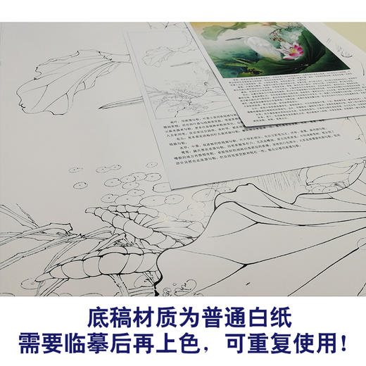 【有步骤、大彩图】李晓明工笔白描底稿斗方《荷花白鹭图》临摹勾线高清打印稿KB14 商品图3