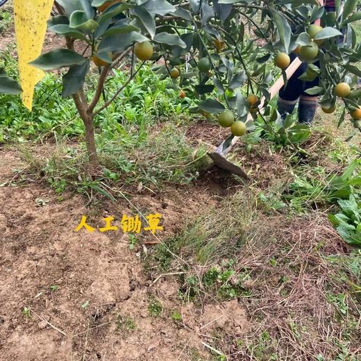 正宗广西融安脆蜜金柑  肉嫩化渣 香甜爆汁 商品图13