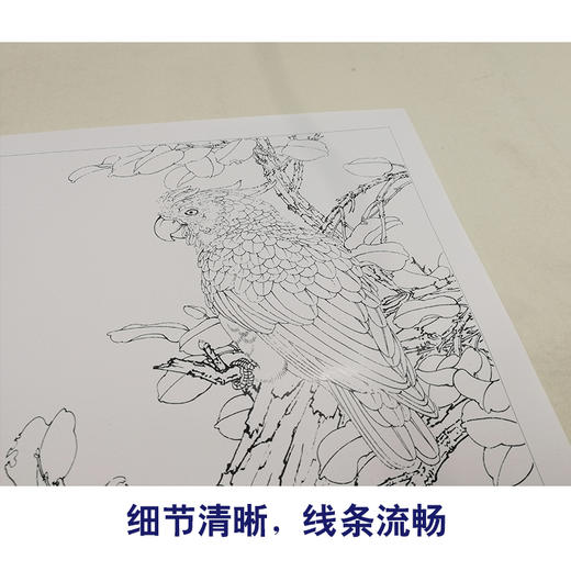 【有步骤、大彩图】李晓明工笔画白描底稿斗方《红叶鹦鹉图》临摹勾线花鸟线稿KB33 商品图4
