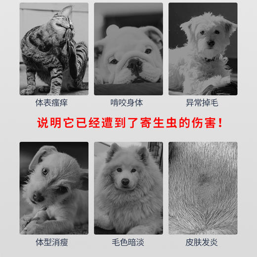 Buspet巴士宠 &非泼罗尼&滴剂3支 体外驱虫除蚤外用  和福来恩同效，蜱虫克星【5送2，10送5】 商品图6