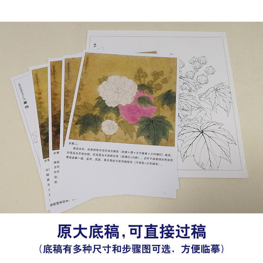 【有步骤、大彩图】李晓明工笔画白描底稿斗方小品《双色芙蓉图》临摹勾线花鸟线稿KB23 商品图1