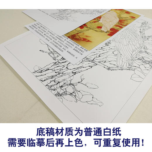 【有步骤、大彩图】李晓明工笔画白描底稿斗方《红叶鹦鹉图》临摹勾线花鸟线稿KB33 商品图3