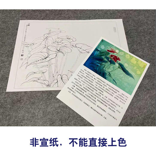 【有步骤、大彩图】李晓明工笔画白描底稿小品《红掌写生图》初学者临摹花鸟线稿KB12 商品图2