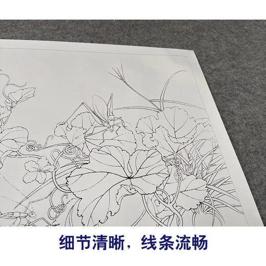 【有步骤、大彩图】李晓明工笔画白描底稿斗方小品《临宋螽斯绵瓞图》瓜果初学者临摹花鸟线稿KC17 商品图4