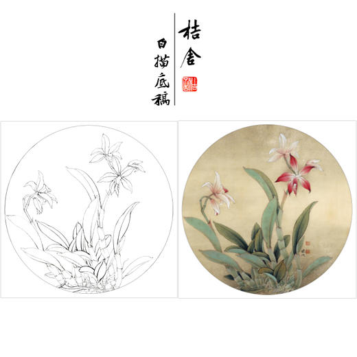 【有步骤、大彩图】李晓明工笔画白描稿小品《卡特兰写真图》兰花临摹勾线花鸟线稿KB02 商品图0