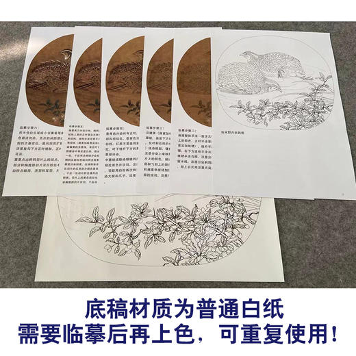 【有步骤、大彩图】李晓明工笔画白描底稿小品《临宋野卉秋鹑图》鹌鹑初学者临摹花鸟线稿KC09 商品图3