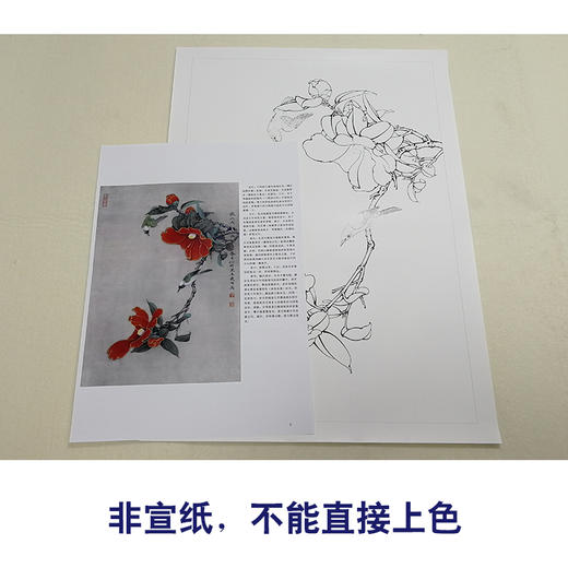 【有步骤、大彩图】李晓明工笔画白描稿《茶花白头》初学者临摹花鸟线稿KB17 商品图2