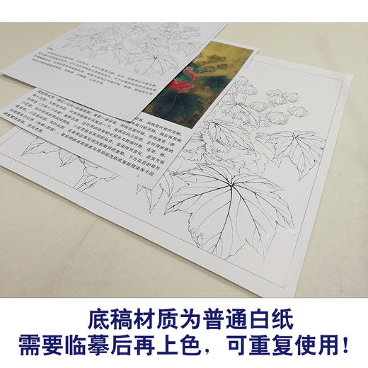 【有步骤、大彩图】李晓明工笔画白描底稿斗方小品《双色芙蓉图》临摹勾线花鸟线稿KB23 商品图3