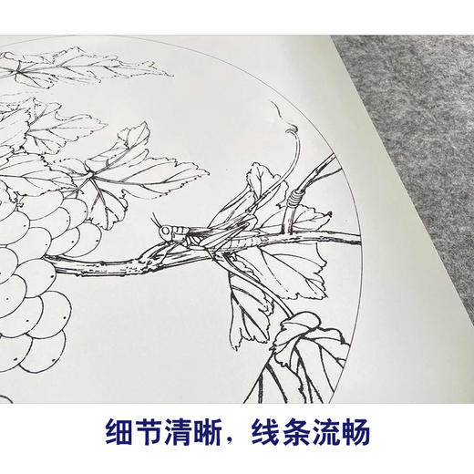 【有步骤、大彩图】李晓明工笔画白描底稿圆形《蝗虫葡萄图》临摹勾线高清打印稿 KB03 商品图4