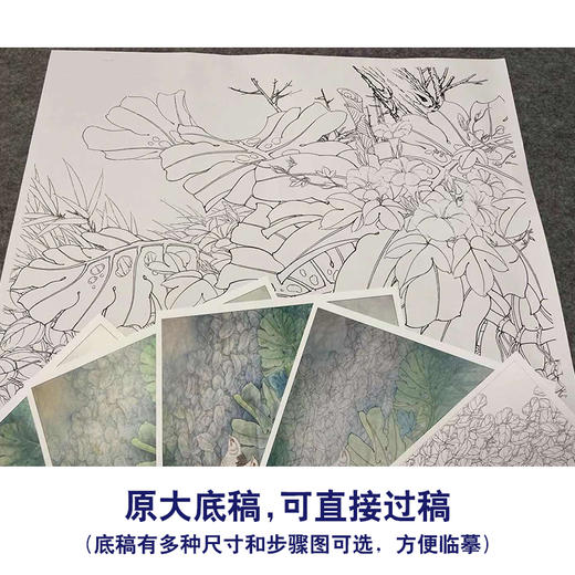 【有步骤、大彩图】李晓明工笔画白描底稿斗方小品《安居乐业图》牵牛花初学者临摹花鸟线稿KB26 商品图1