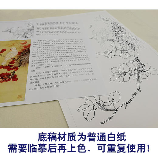 【有步骤、大彩图】李晓明工笔画白描底稿小品《红叶白斑鸠》临摹勾线高清打印稿KB13 商品图3