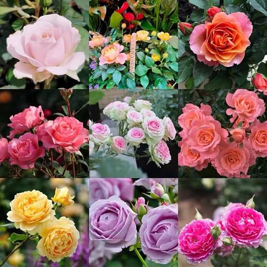 玫瑰盆栽(颜色随机） 商品图3