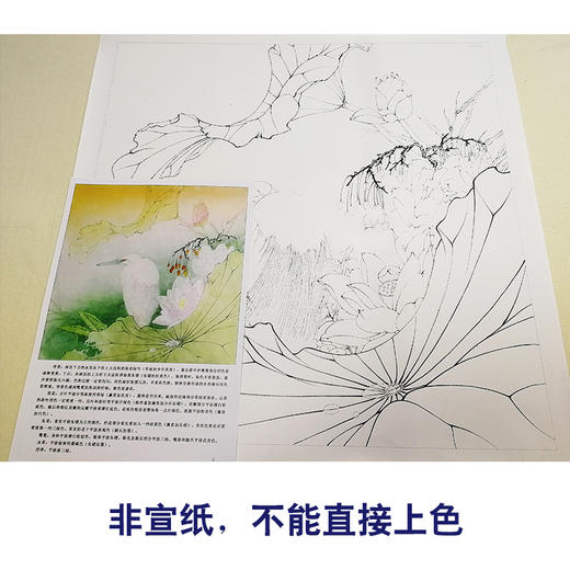 【有步骤、大彩图】李晓明工笔白描底稿斗方《荷花白鹭图》临摹勾线高清打印稿KB14 商品图2