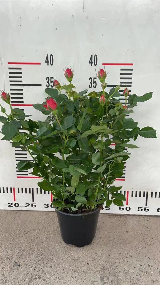 玫瑰盆栽(颜色随机） 商品图2