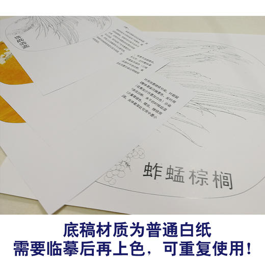 【有步骤、大彩图】李晓明工笔画白描底稿小品《蚱蜢棕榈》初学者临摹花鸟线稿KB37 商品图3