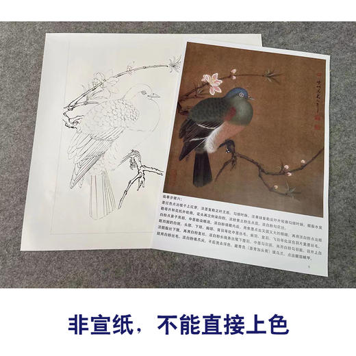 【有步骤、大彩图】李晓明工笔画白描底稿斗方小品《临宋桃鸠图》桃花斑鸠初学者临摹花鸟线稿KC16 商品图2