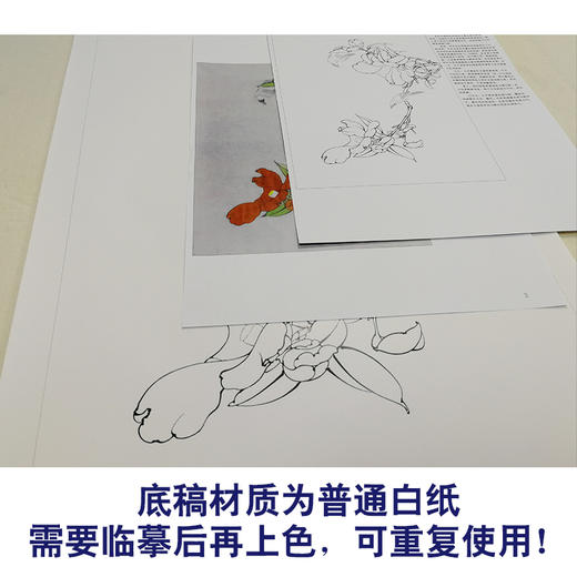 【有步骤、大彩图】李晓明工笔画白描稿《茶花白头》初学者临摹花鸟线稿KB17 商品图3