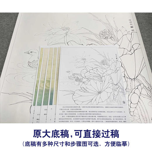 【有步骤、大彩图】李晓明工笔白描底稿斗方小品《鸳鸯荷花图》初学者临摹花鸟线稿KB08 商品图1