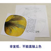 【有步骤、大彩图】李晓明工笔画白描底稿小品《蚱蜢棕榈》初学者临摹花鸟线稿KB37 商品缩略图2