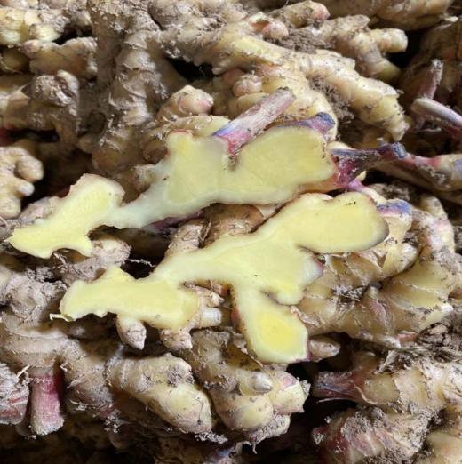 云南小黄姜、新鲜生姜、鲜香辛辣、姜味浓郁 商品图3