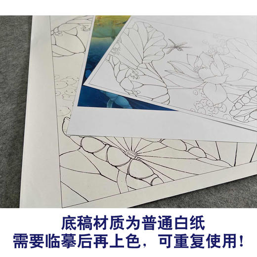 【有步骤、大彩图】李晓明工笔画白描稿斗方小品《地涌金莲》荷花初学者临摹勾线花鸟线稿KB10 商品图3