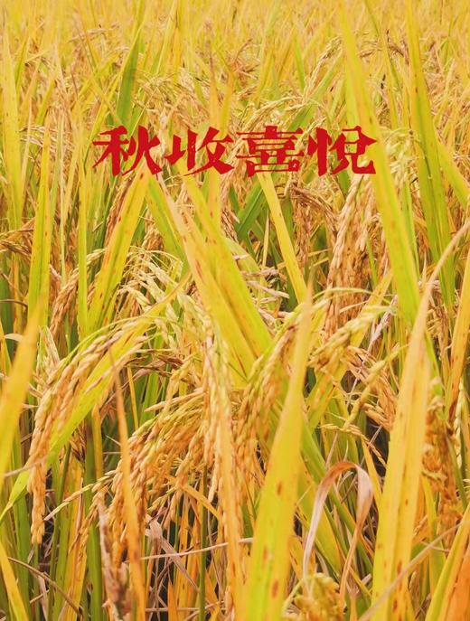 【乡村团建体验】独乐乐不如众乐乐，2天1夜乡村团建体验套餐 商品图3