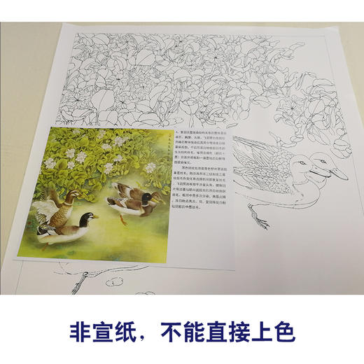 【有步骤、大彩图】李晓明工笔画白描底稿斗方《野鸭凤眼莲》临摹勾线花鸟线稿KB31 商品图2