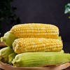 云南高原水果玉米   5/8斤 商品缩略图0
