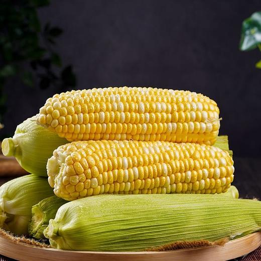 云南高原水果玉米   5/8斤 商品图0