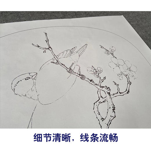 【有步骤、大彩图】李晓明工笔画白描底稿圆形小品《临宋林椿梅竹寒禽图》梅花禽鸟初学者临摹花鸟线稿KC06 商品图4
