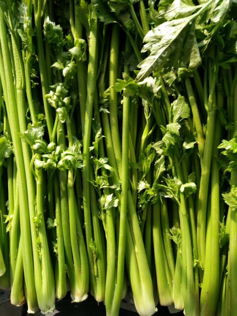 新鲜章丘鲍芹3斤脆甜无丝山东特产芹菜芽芯产地直发包邮