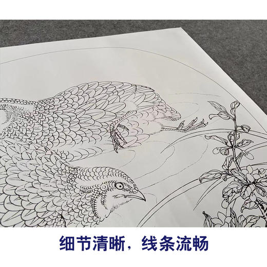 【有步骤、大彩图】李晓明工笔画白描底稿小品《临宋野卉秋鹑图》鹌鹑初学者临摹花鸟线稿KC09 商品图4
