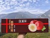 阿坝高原冰糖心 苹果 5.5斤装 商品缩略图0