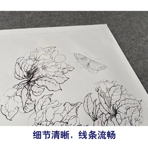 【有步骤、大彩图】李晓明工笔画白描底稿斗方小品《临宋海棠蛱蝶图》蝴蝶初学者临摹花鸟线稿KC13 商品图4