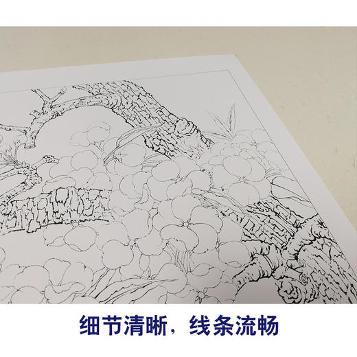 【有步骤、大彩图】李晓明工笔画白描底稿斗方小品《梨花小品》初学者高清打印稿 KB28 商品图4