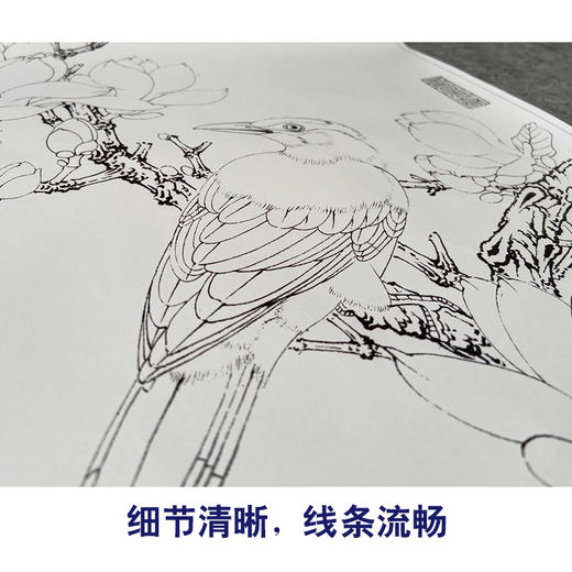 【有步骤、大彩图】李晓明工笔花鸟白描底稿斗方小品《玉兰黄鹂》初学者临摹高清打印稿KB25 商品图4