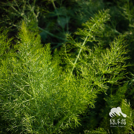 种子·叶用茴香 | 公平贸易 * Leaf fennel seeds | Fair Trade Items 商品图2