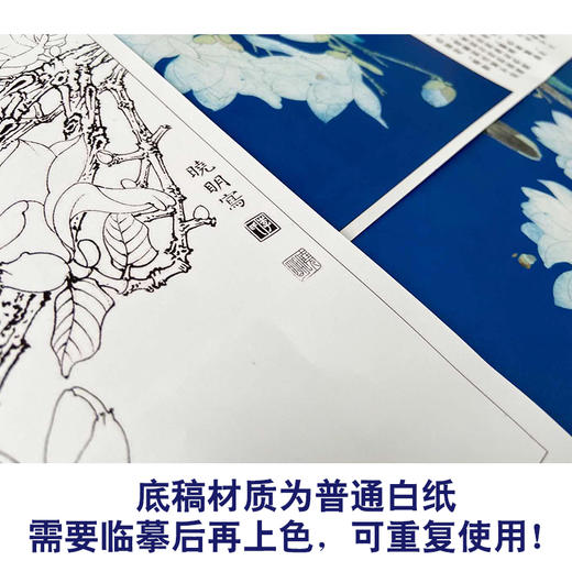 【有步骤、大彩图】李晓明工笔花鸟白描底稿斗方小品《玉兰黄鹂》初学者临摹高清打印稿KB25 商品图3