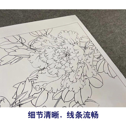 【有步骤、大彩图】李晓明工笔画白描底稿斗方小品《赵粉》牡丹初学者临摹花鸟线稿KD44 商品图4
