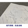 【有步骤、大彩图】李晓明工笔画白描底稿斗方小品《水上芙蓉》荷花初学者临摹花鸟线稿KE07 商品缩略图4