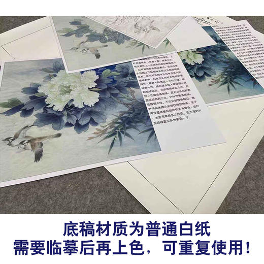 【有步骤、大彩图】李晓明工笔画白描底稿斗方小品《富贵白头》牡丹初学者临摹花鸟线稿KD30 商品图3