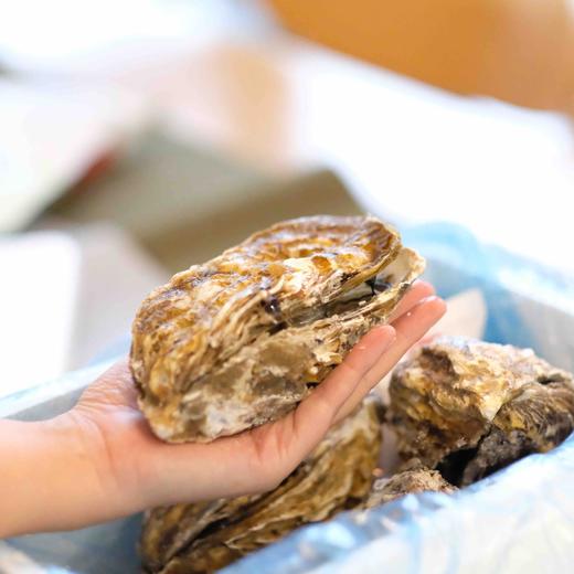 【中国地理标识产品，乳山生蚝】超级肥美好吃，现捞现发，5斤装/10斤装任选。 商品图4