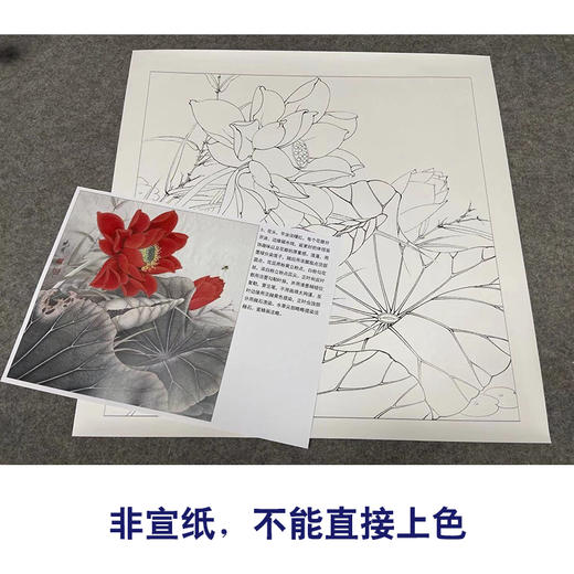 【有步骤、大彩图】李晓明工笔画白描底稿斗方小品《红荷艳阳天》红荷花初学者临摹花鸟线稿KE05 商品图2